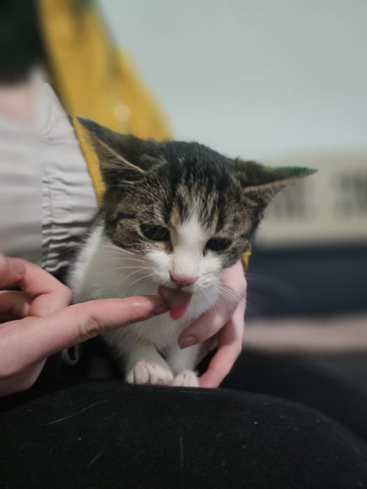 Koteczka Bambi szuka domu