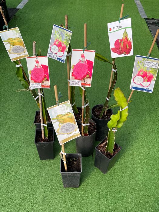 Pitayas várias variedades