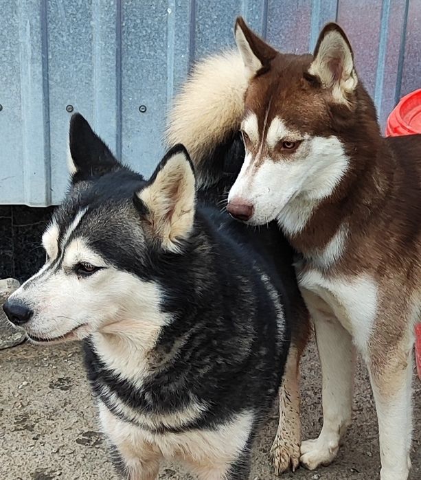 Довгоочікувані цуценята