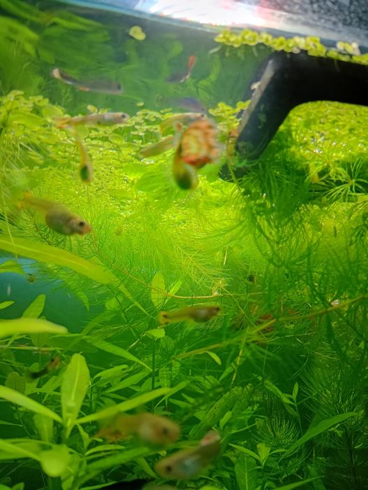 Rośliny akwariowe  z przycinki  rogatek rzęsa