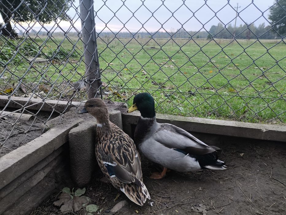 Para kaczuszek call duck.