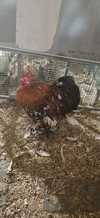 Kochin minaturowy- Koguty barwa biała i porcelanowa