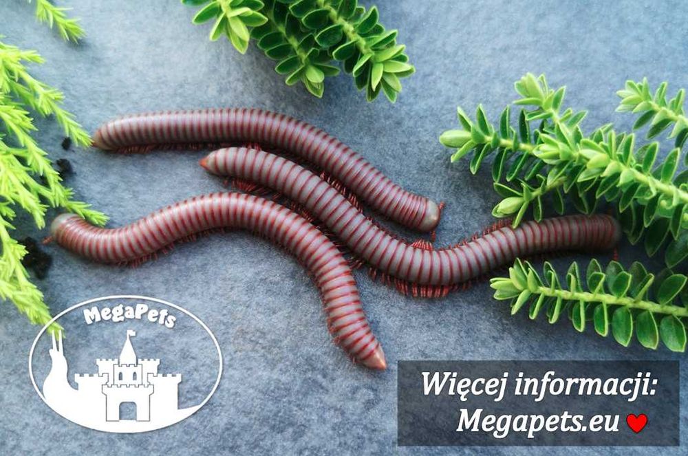 Atopochetus caudulanus Krocionóg Stonoga Wije Karaczany Izopody Ślimak