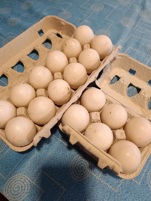 Ovos caseiros Galinha/Pata/Codorniz