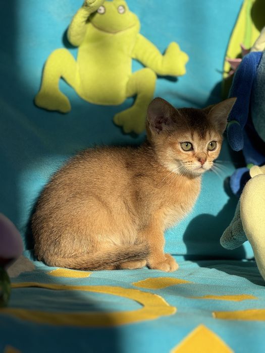 Абі хлопчик чекає на люблячу родину