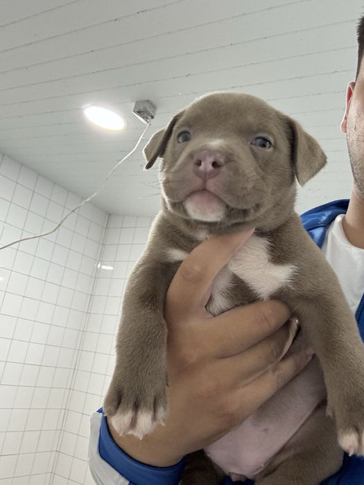 American Bully Pocket