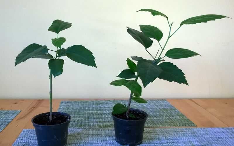 Róża chińska czerwona pełna hibiskus ketmia sadzonka