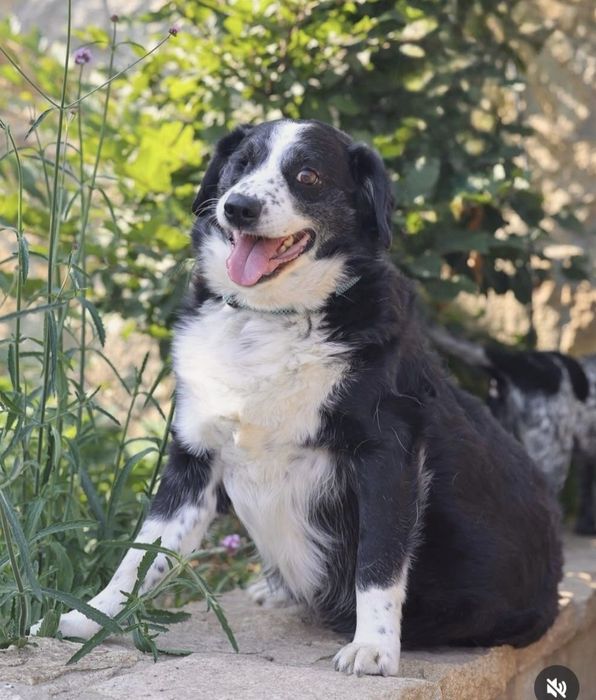 Do adopcji samiec