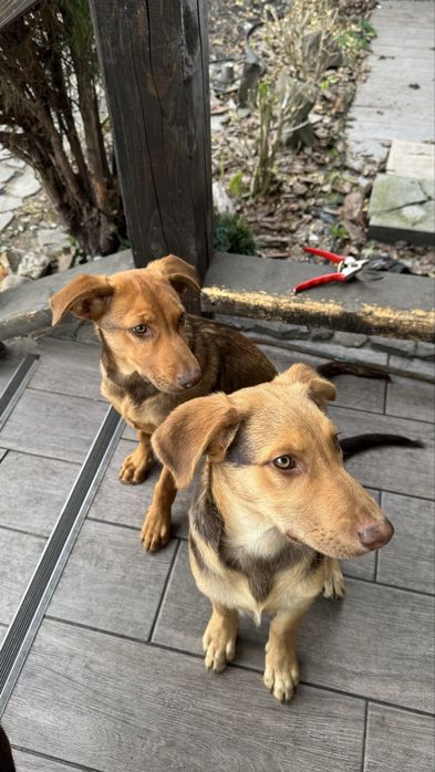 Віддам в добрі руки цуциків