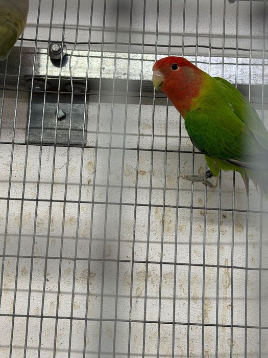 Agaponis rosicollis longfettars várias aves aves de linha de exposição