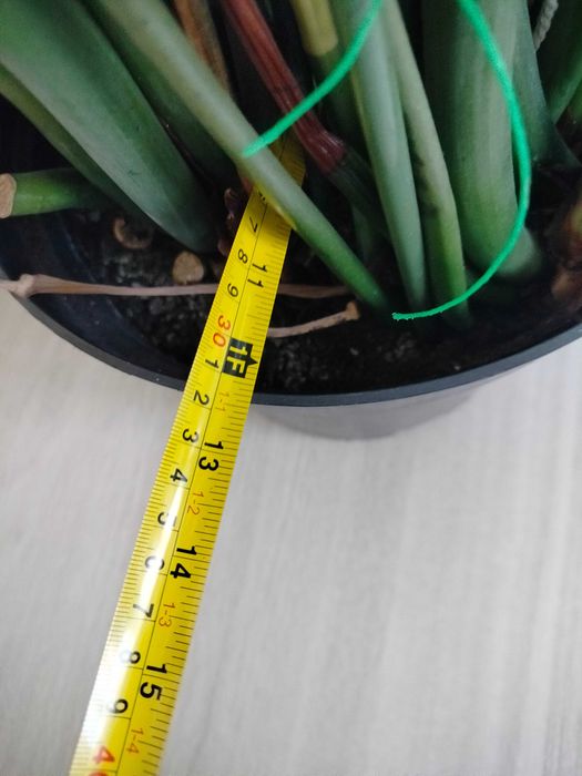 Duży kwiatek zamioculkas 120cm