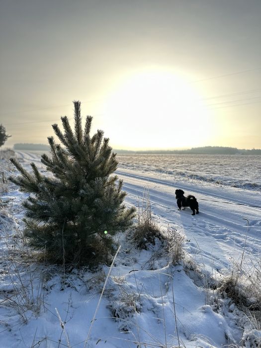 Działka budowlana ok 1000m2 w sercu Borów Tucholskich