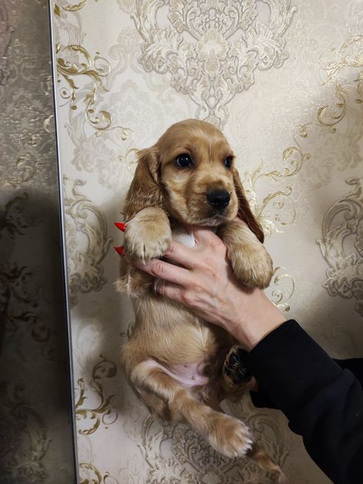 Девочка и Мальчик Спаниель