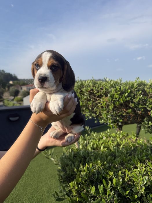 Beagle menina linda