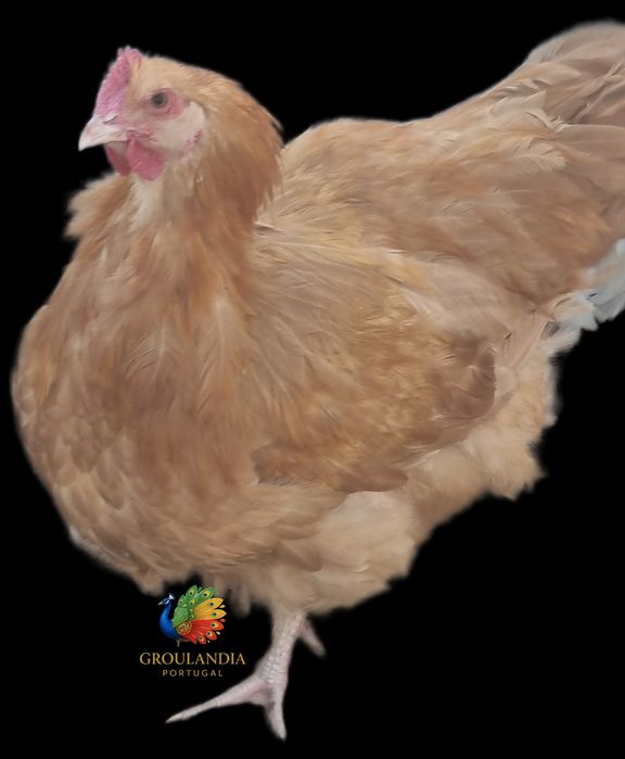 Brahma e Orpington