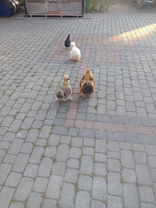 Zamienię kurę silke