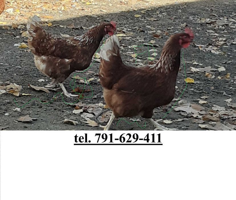 Kury Nioski Rosa Lohman Brown Sendy Isa Leghorn Dominant Grenshel blue