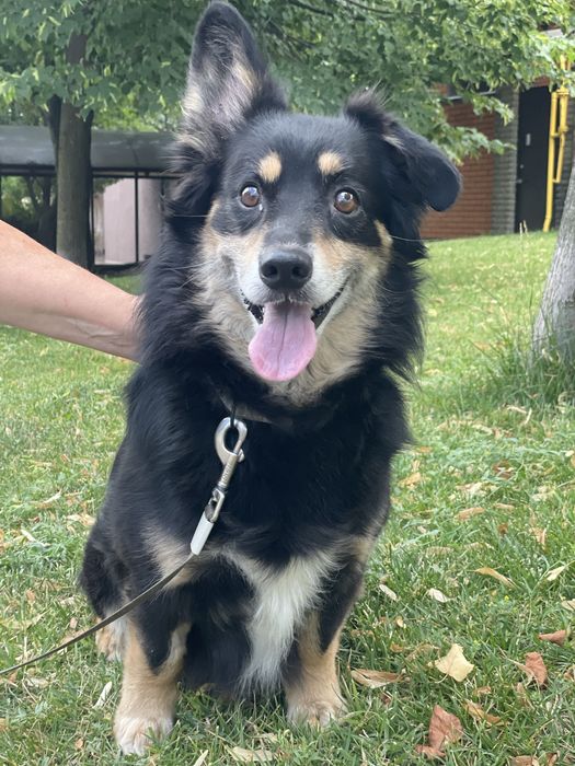 Пес, метис коргі в хороші руки