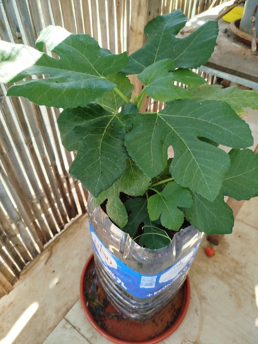 Vendo figueira em 5 l vaso