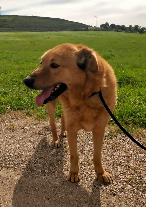 Benny - cão grande para adoção