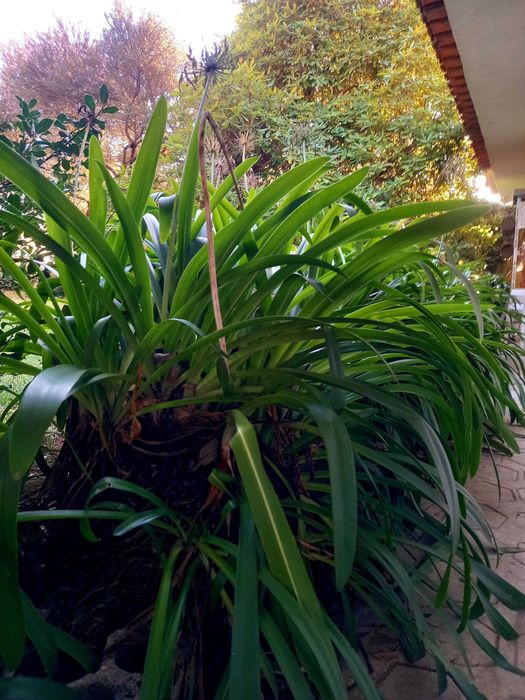 Pés de agapanthes lilases