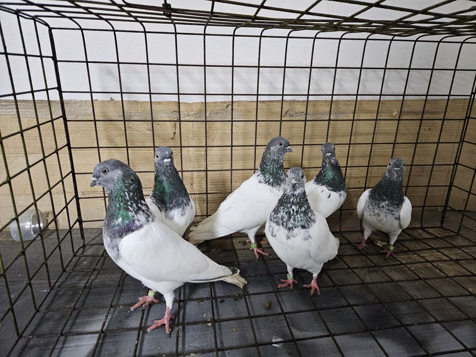 Gołębie budapeszty Bydgoszcz