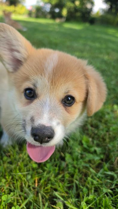 Welsh Corgi Pembroke szczeniak