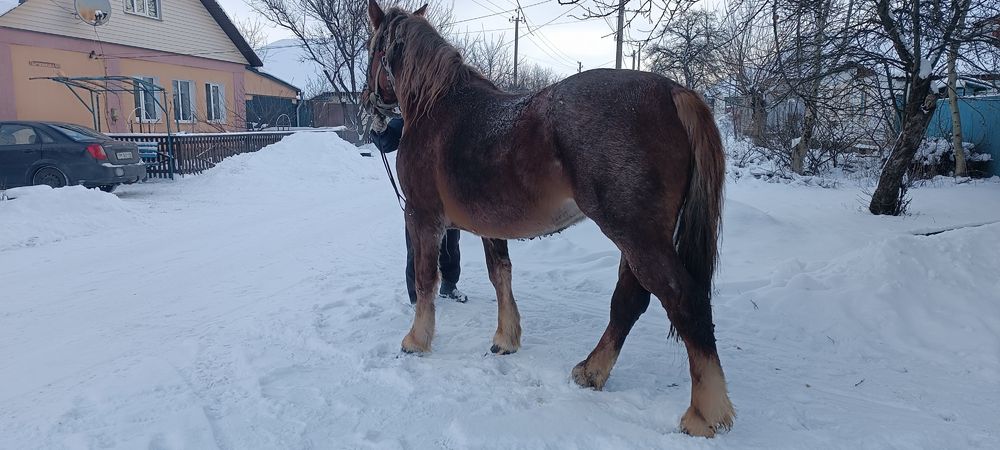 Продажа лошадей г Путивль