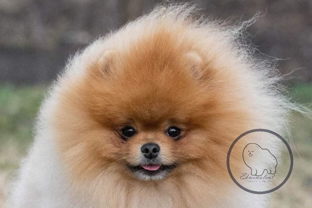 Pomeranian  Szpic miniaturowy  - suczka ZKwP/ FCI