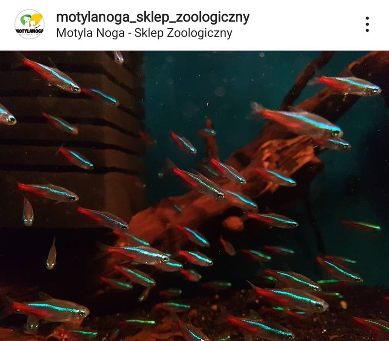 Neon innesa, rybki akwariowe