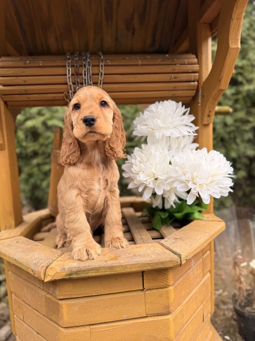 Śliczny piesek Cocker Spaniel Angielski z rodowodem i wyprawką