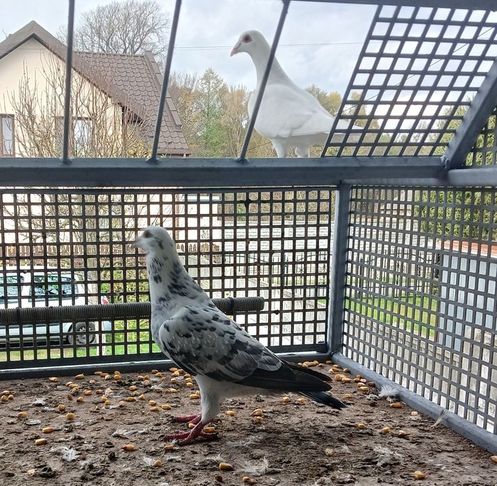 Piękny tiger Sprzedam lub zamienię