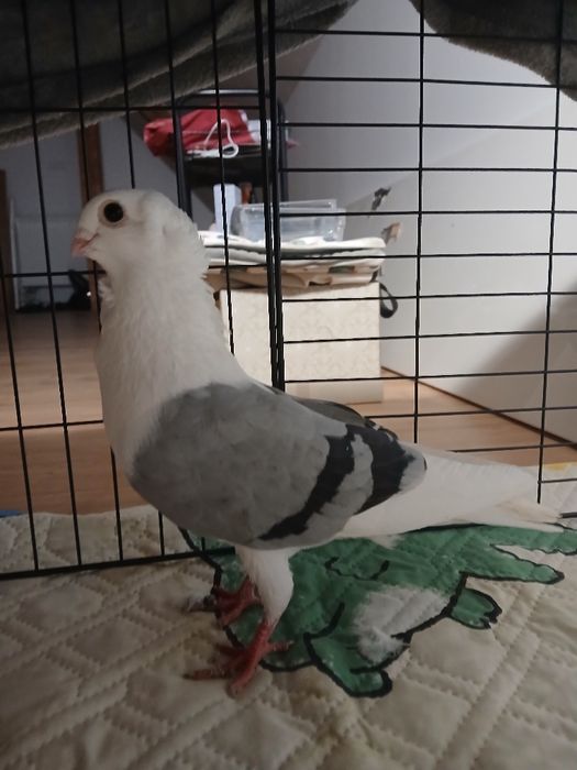 Gołąb samiec mewki