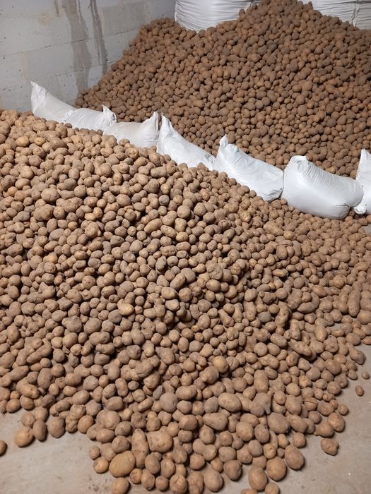 Ziemniaki (Bryza) Szczecin