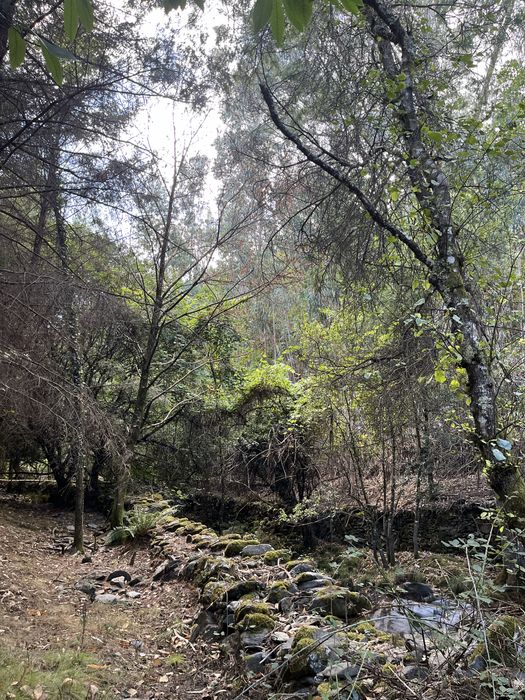 Quinta com 5hec - Serra da Lousã