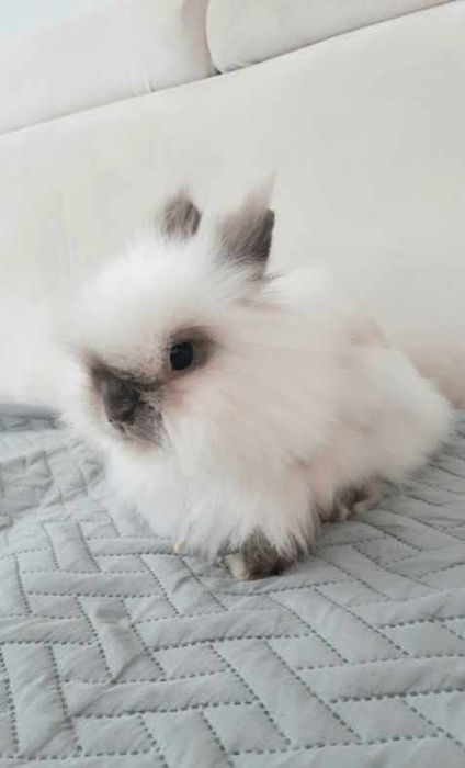 Sprzedam  samiczkę karzełek teddy