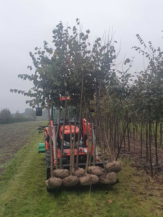 LIPA DROBNOLISTNA Tilia cordata ob. 14 -16 cm kopana maszyną PASZPORT