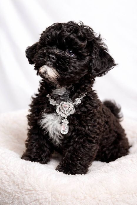 Shih-Poo статусний малюк