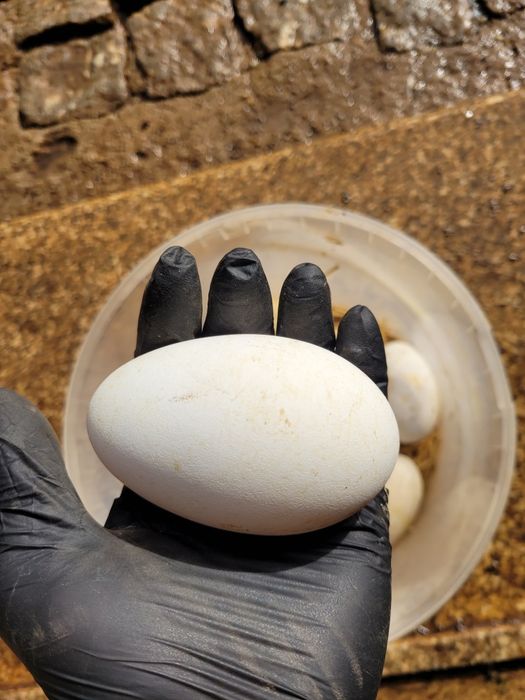 Ovos de ganso de Toulouse