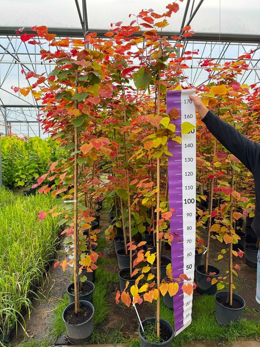 Judaszowiec 'Eternal Flame' Oferta Hurtowa