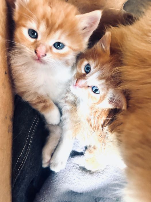 Котики шукають сімʼю