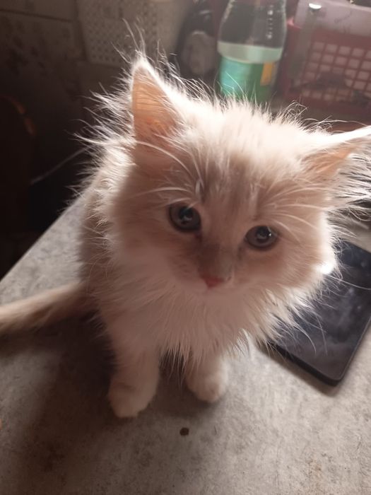 Sprzedam kotkę brytyjską