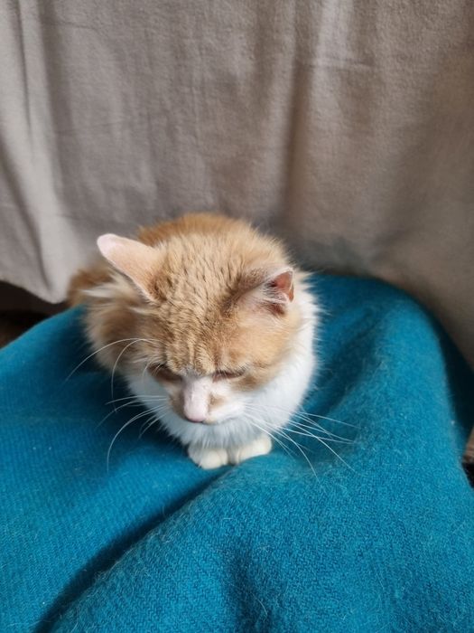 Cudny Kajtuś do adopcji