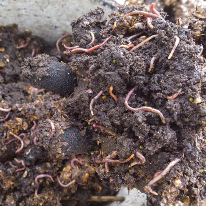 Черв'як старатель ( для риболовлі)