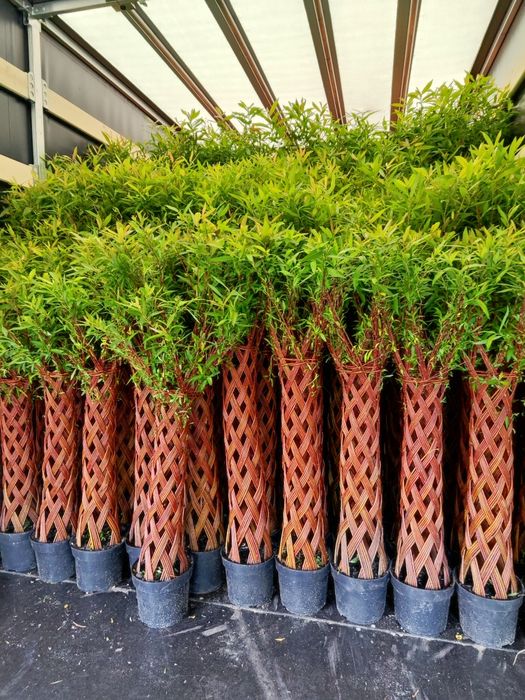 Wierzba pleciona, drzewko wiklinowe