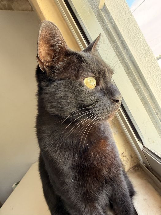 Gata para adoção