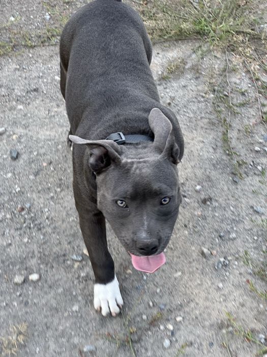 Девочки AM BULLY