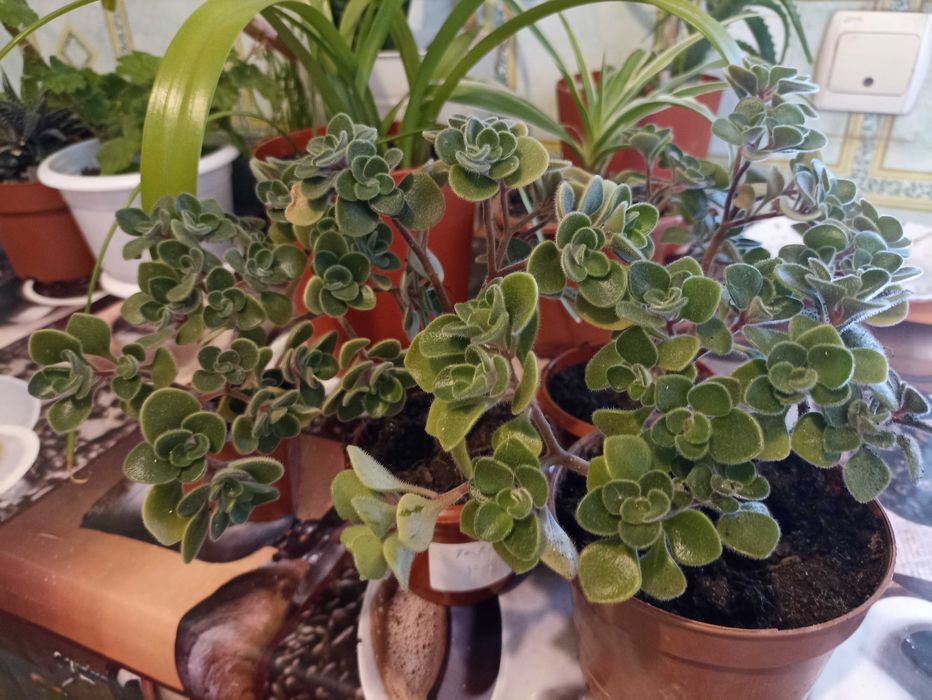 Кімнатні квіти які подарують Вам гарний настрій.