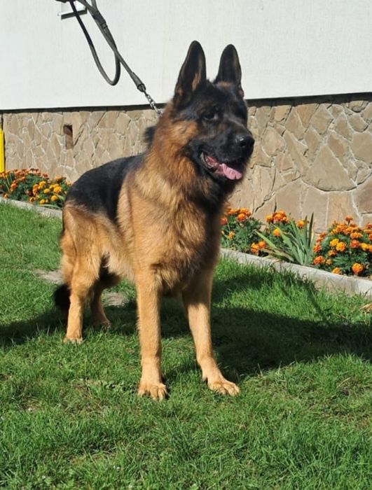 Німецька Вівчарка з документами КСУ