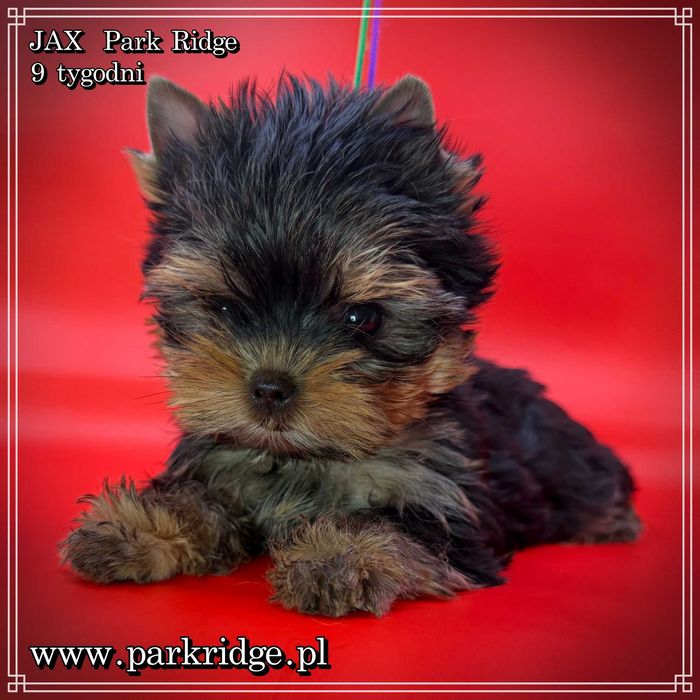 york piesek mini ok.1,5 kg rodowód ZKwP FCI chip badania DNA